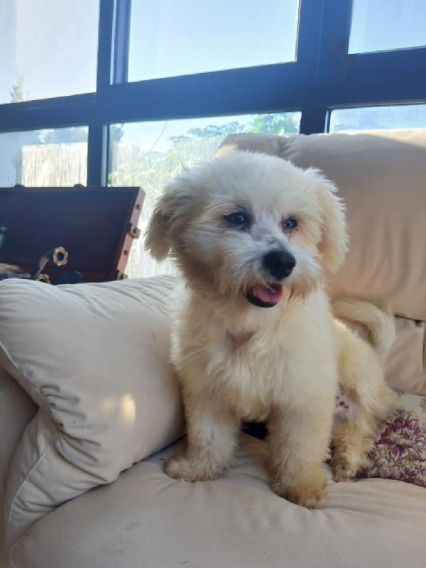 Flex, un tenero maltese Foto 2